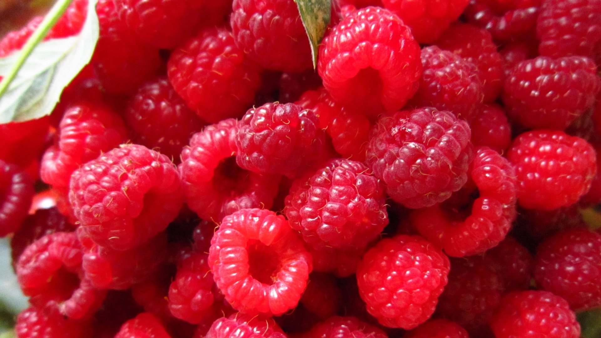 Sweet red raspberry HD wallpapers #4 - 1920x1080