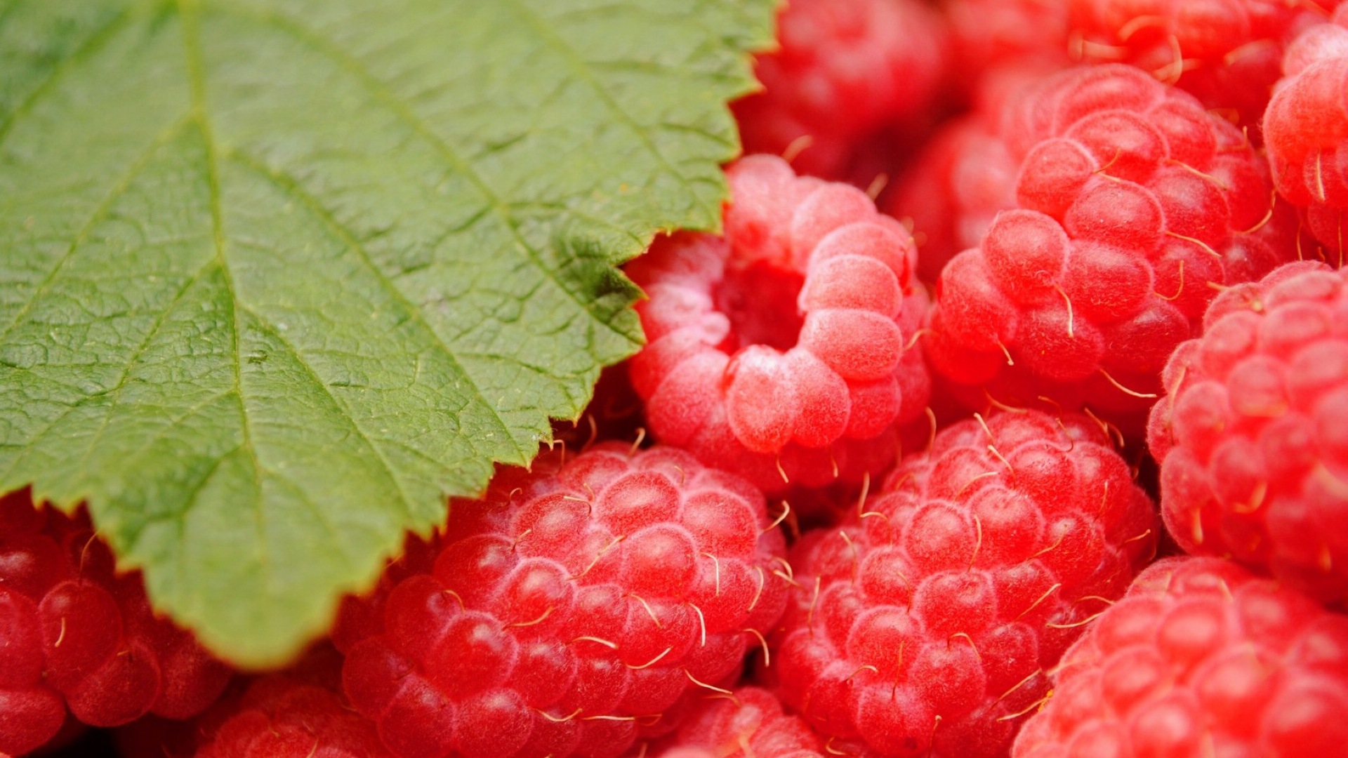 Fondos de pantalla de alta definición de frambuesa roja dulces #9 - 1920x1080