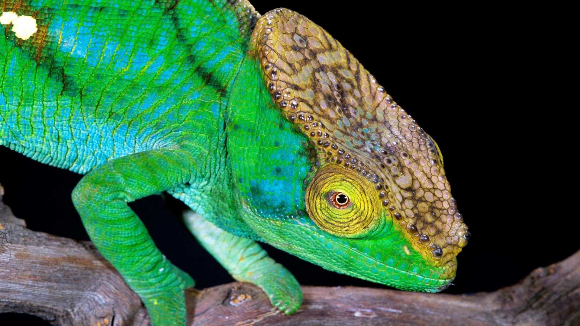 Colorful animal chameleon HD wallpapers #4 - 1920x1080