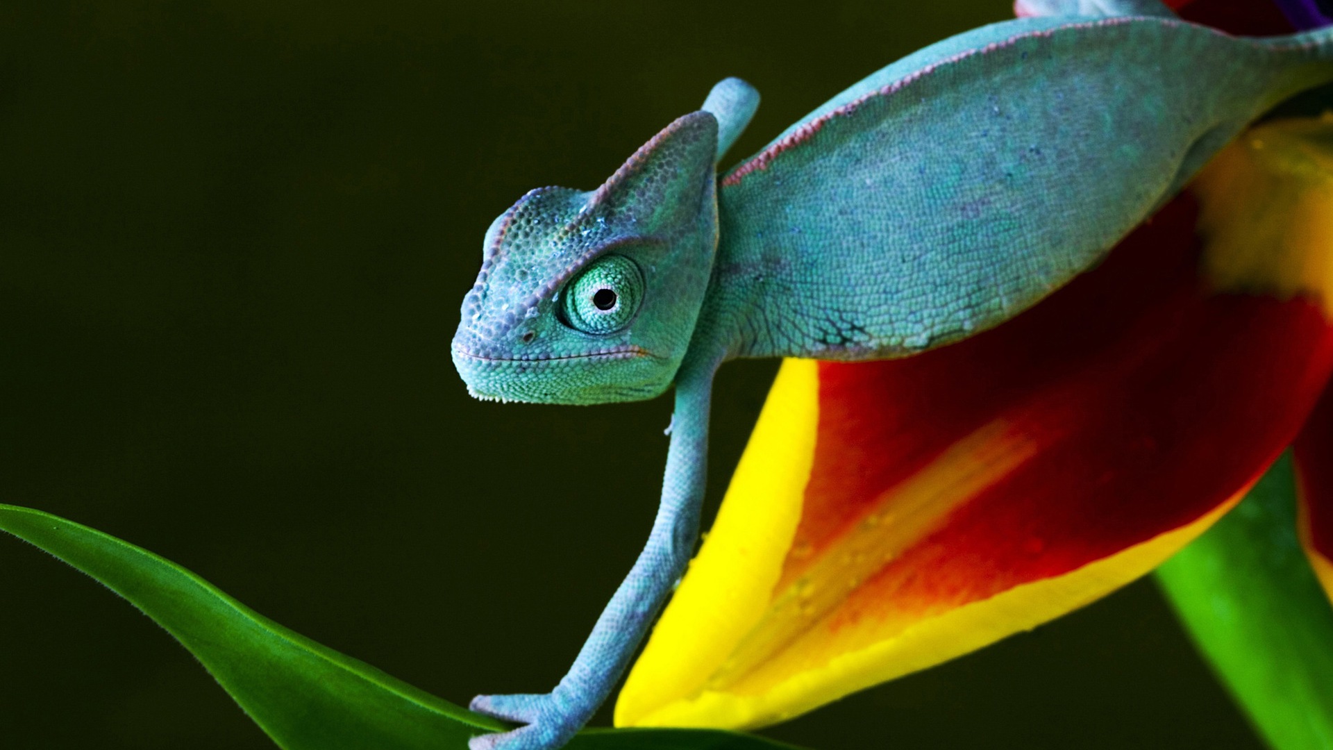 Colorful animal chameleon HD wallpapers #9 - 1920x1080