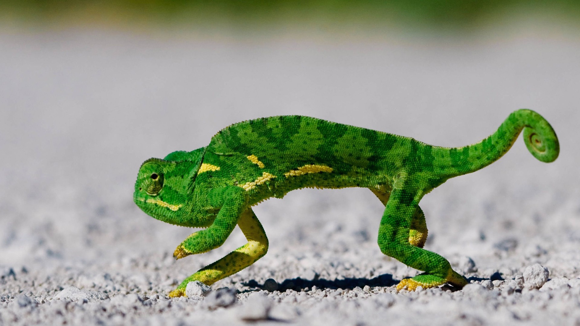 Colorful animal chameleon HD wallpapers #12 - 1920x1080