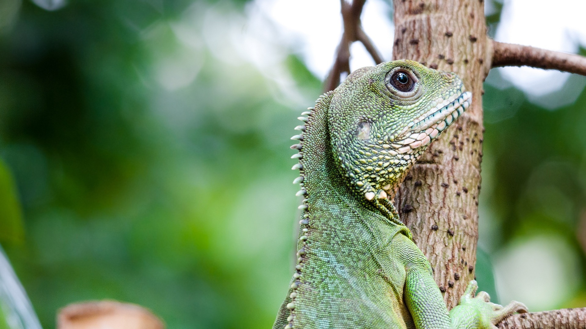 Animaux Fonds d'écran coloré caméléon HD #18 - 1920x1080