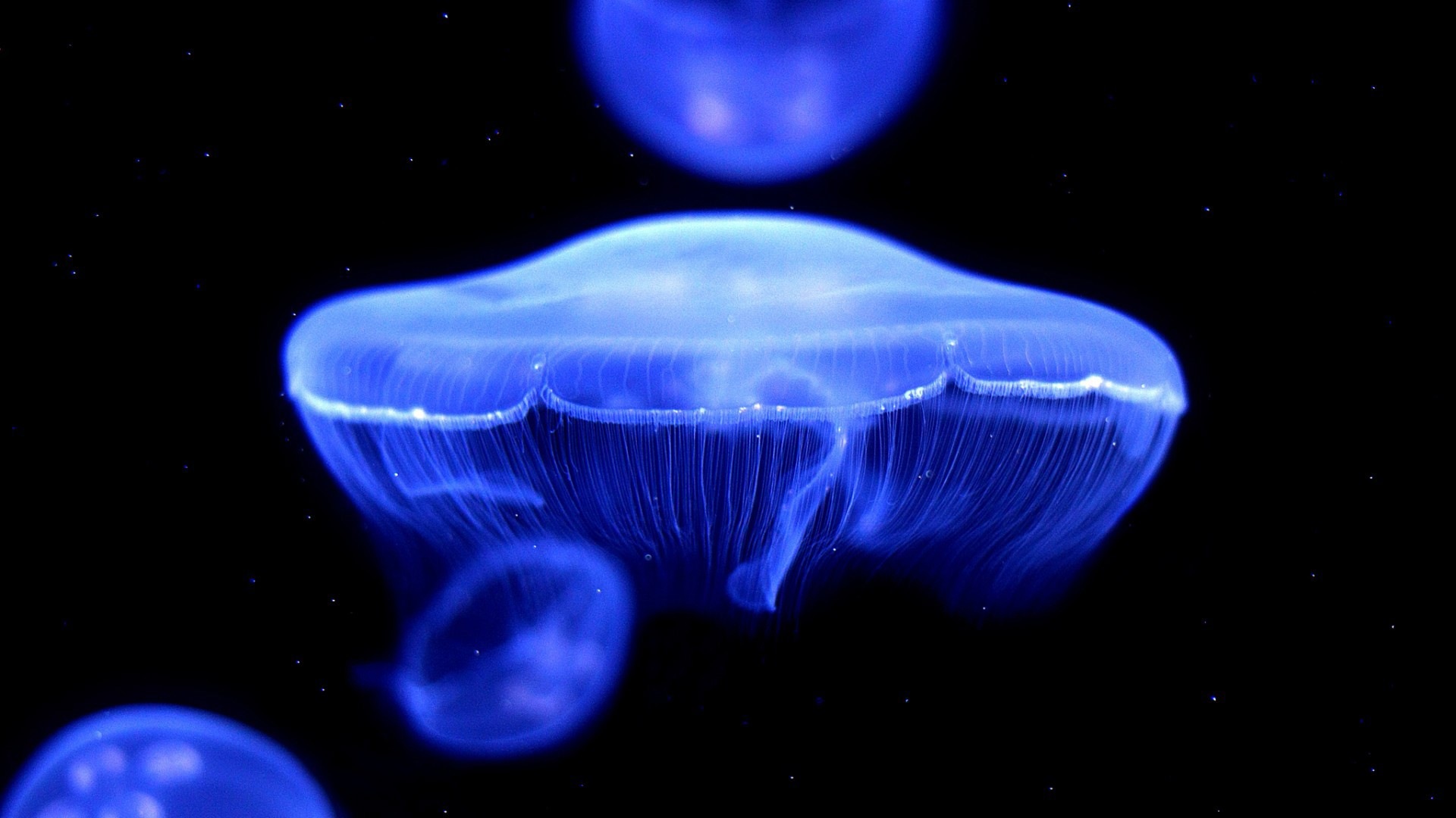Windows 8 主題壁紙，水母 #5 - 1920x1080