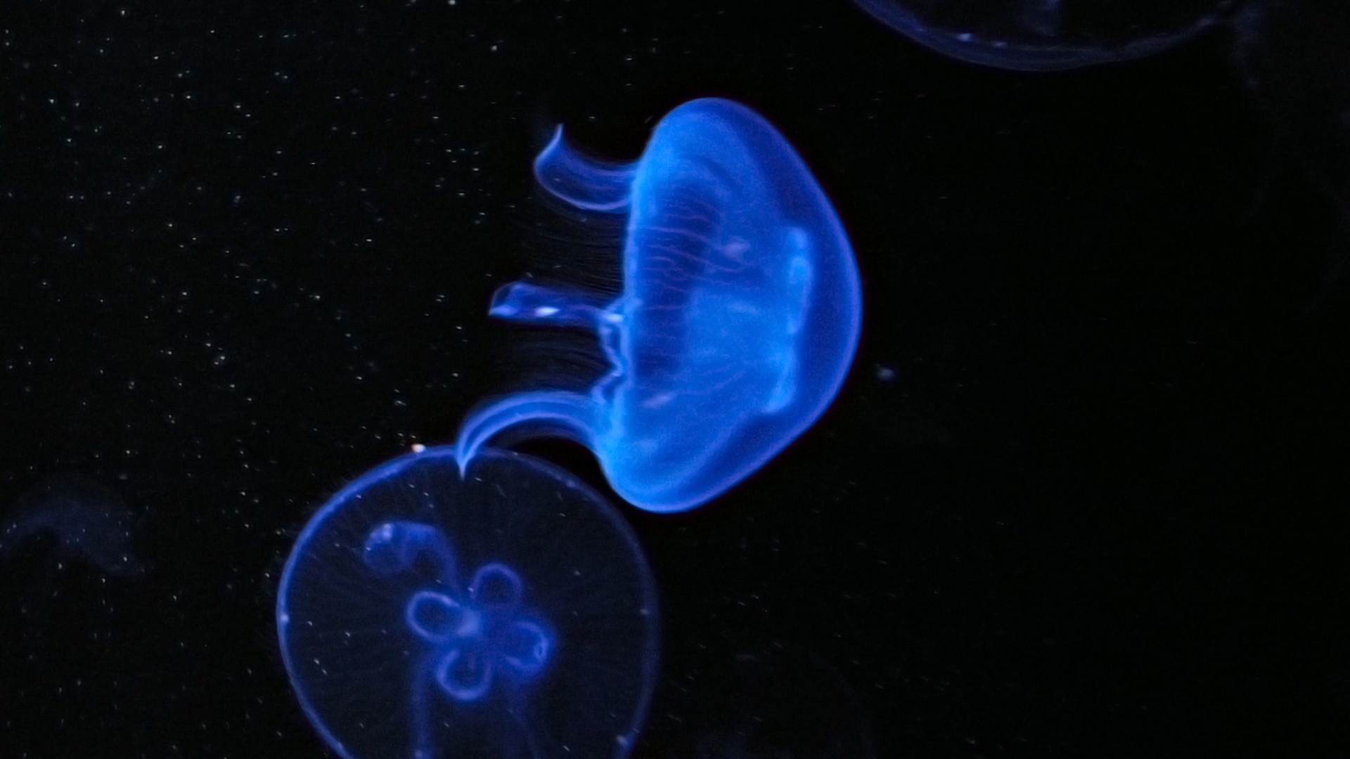 Windows 8 theme wallpaper, jellyfish #6 - 1920x1080