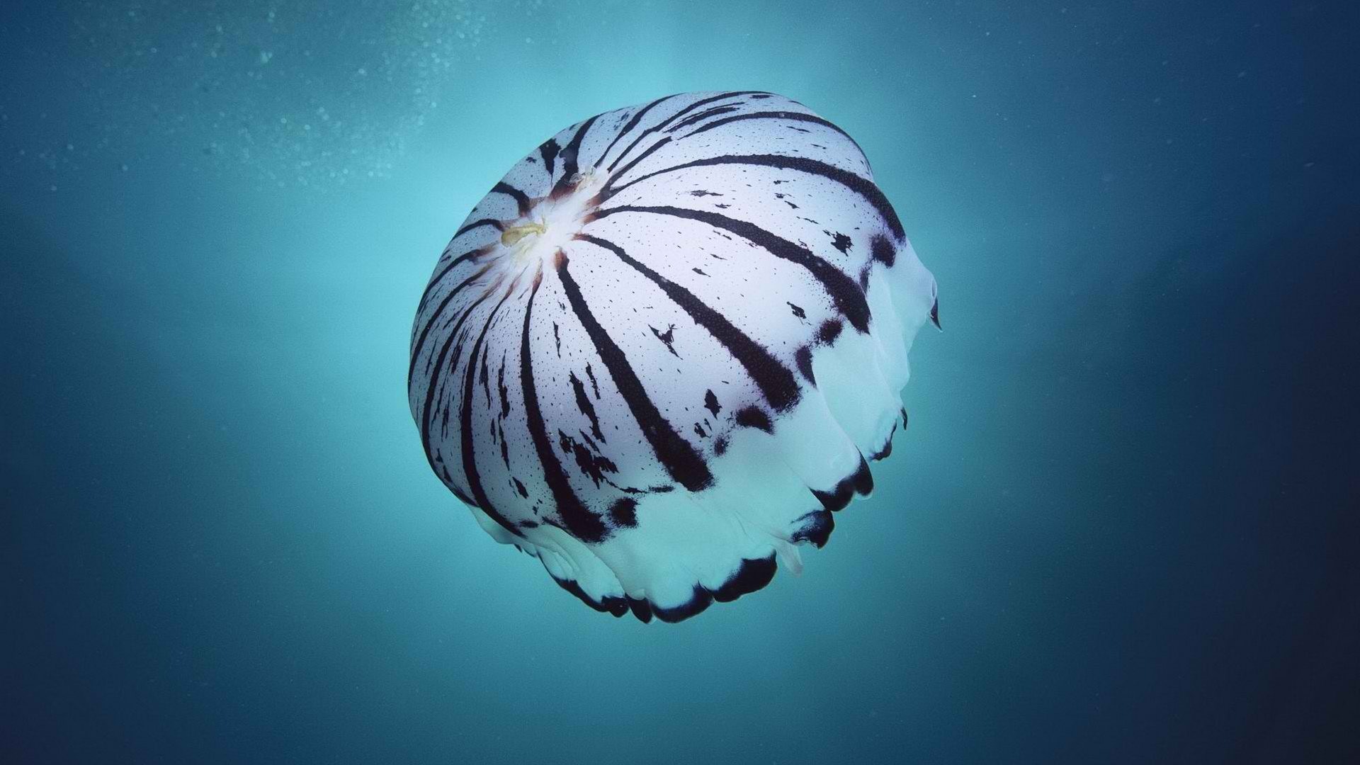 Windows 8 theme wallpaper, jellyfish #11 - 1920x1080
