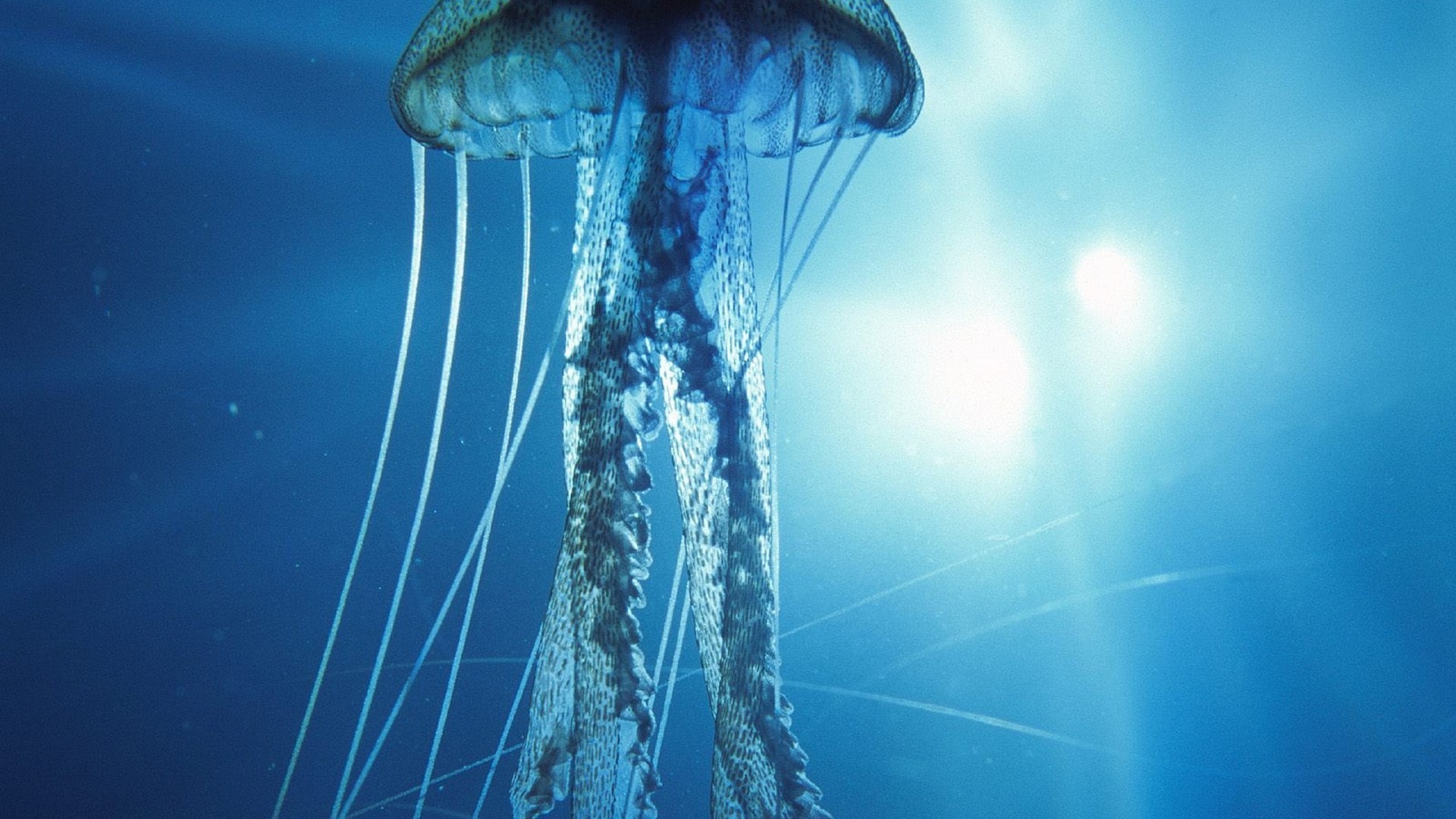 Windows 8 theme wallpaper, jellyfish #12 - 1920x1080