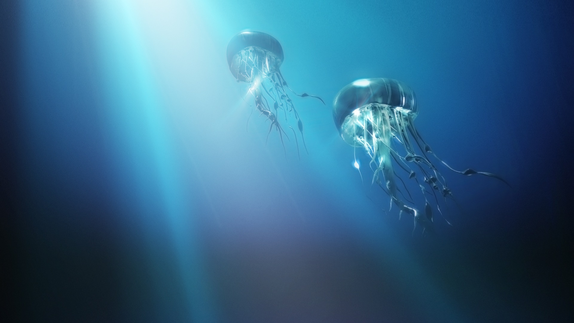 Windows 8 主題壁紙，水母 #15 - 1920x1080