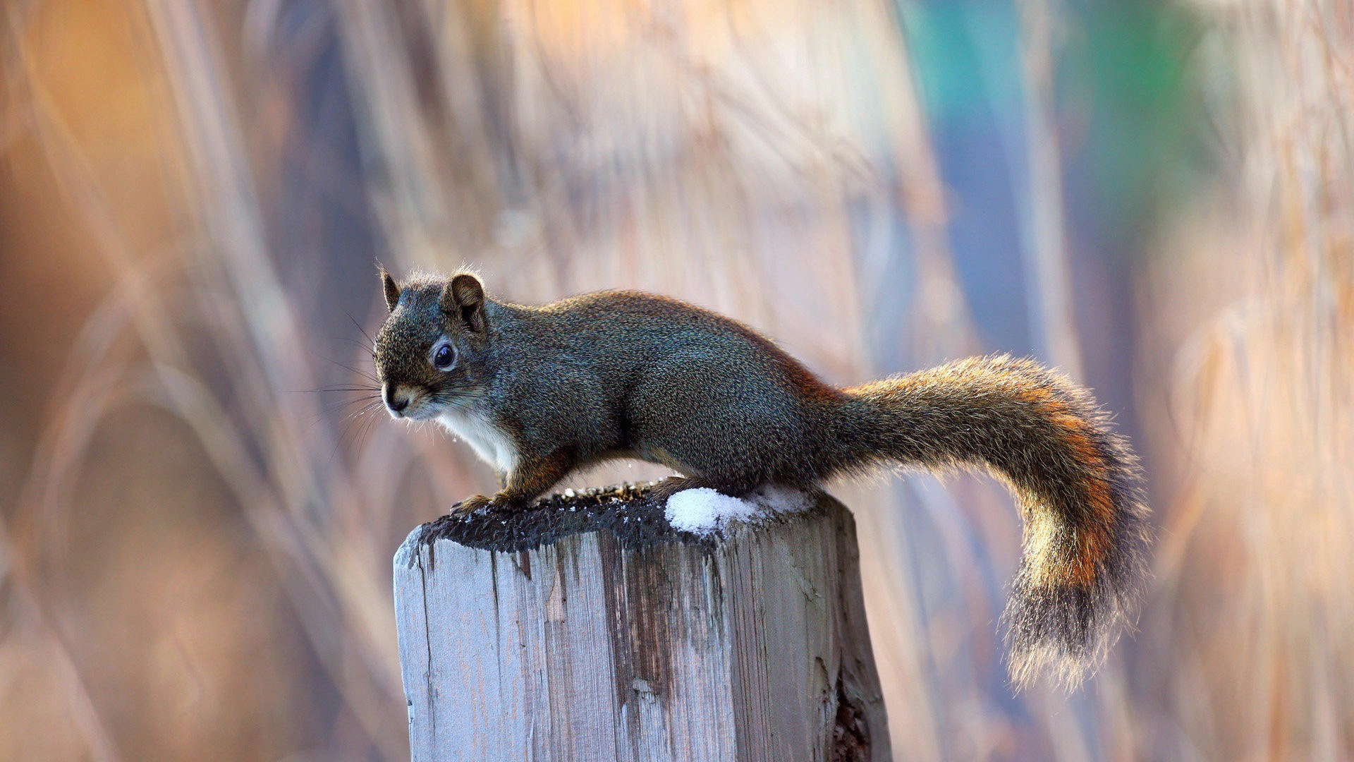 Animal close-up, cute squirrel HD wallpapers #1 - 1920x1080