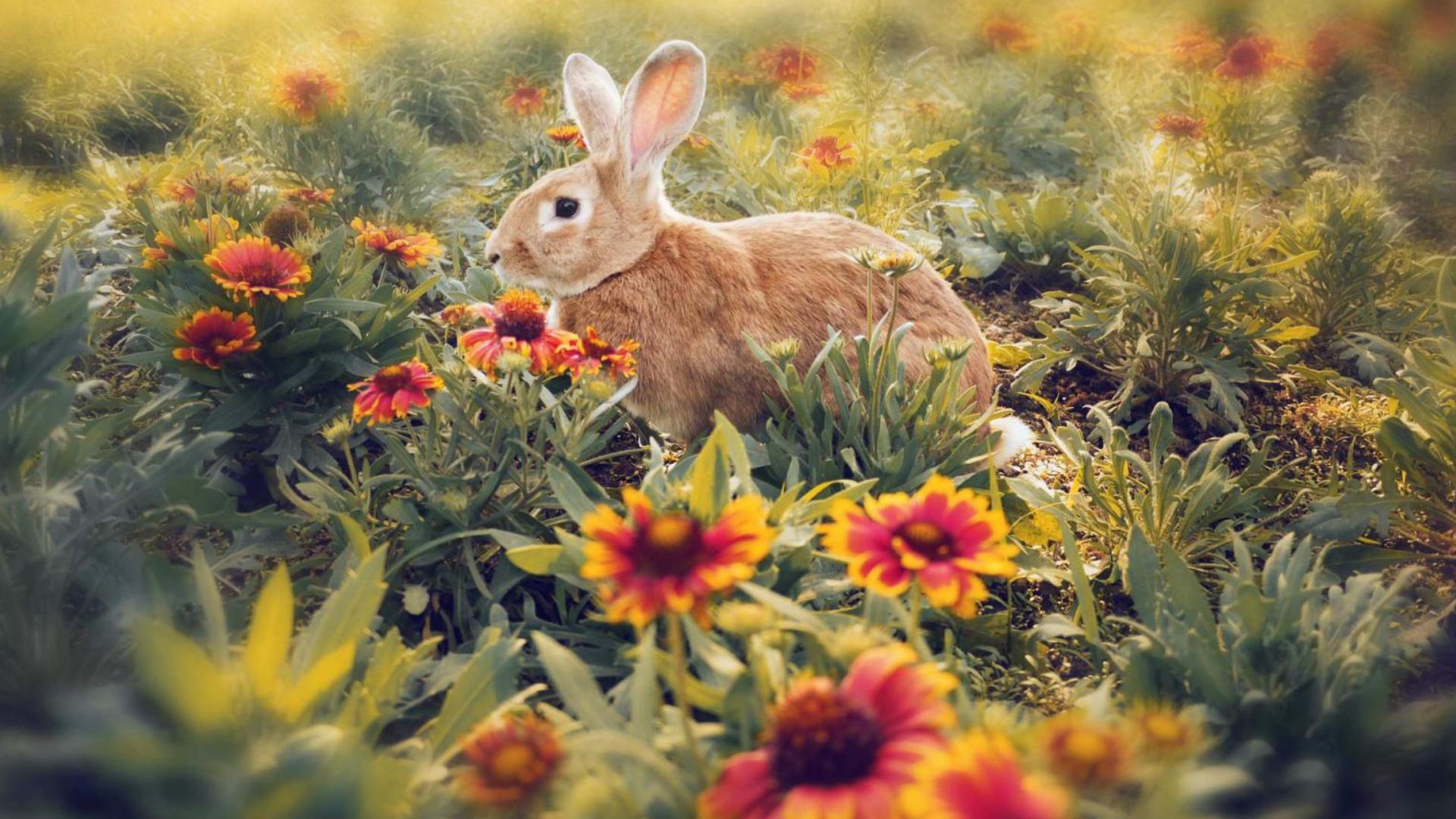 Animaux à fourrure, mignon fonds d'écran lapin HD #9 - 1920x1080