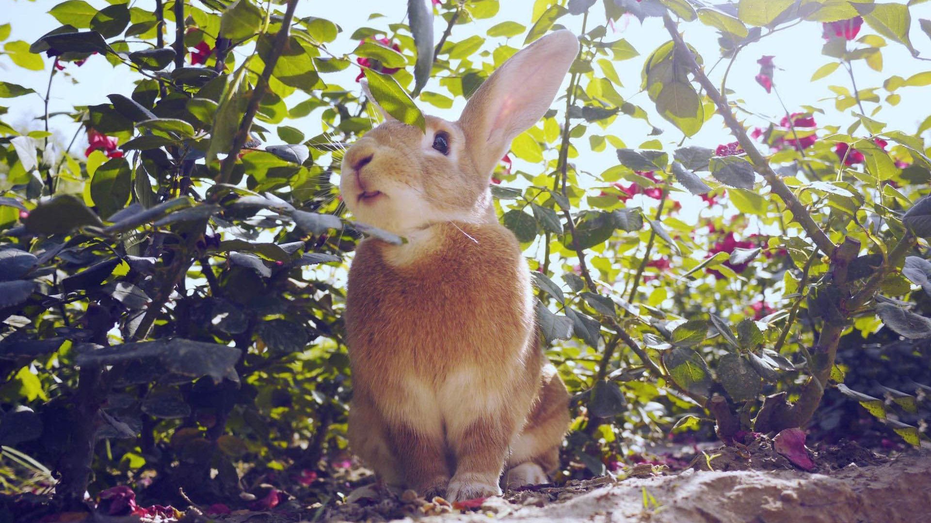 ファーリー·アニマルズ、かわいいウサギのHDの壁紙 #16 - 1920x1080