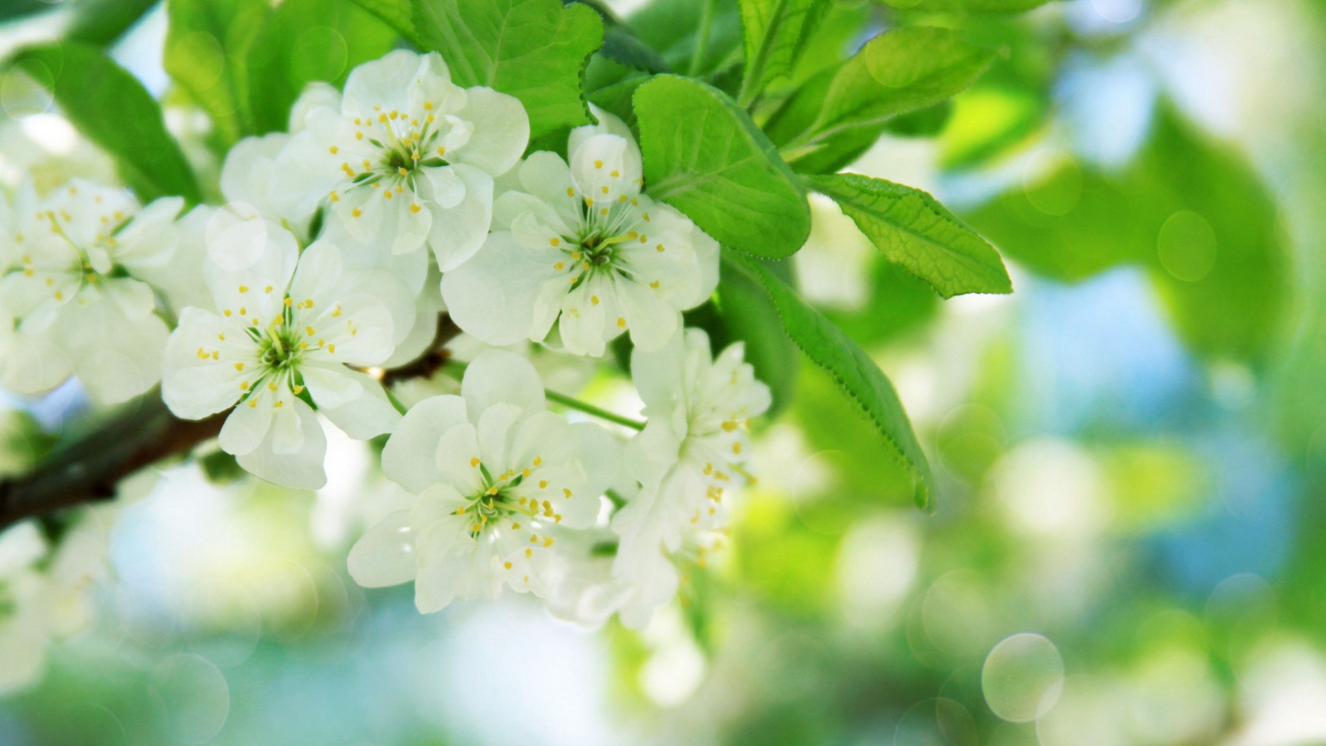 絢麗的色彩，美麗的鮮花 高清壁紙 #4 - 1920x1080