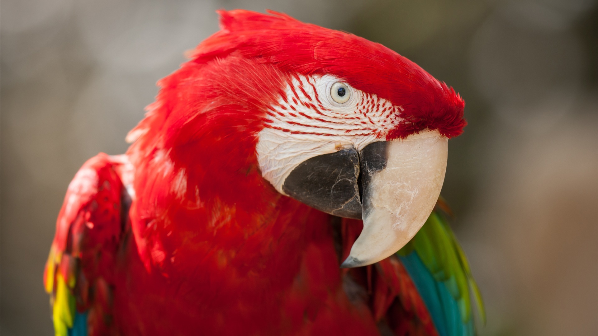 guacamayo primer plano HD fondos de pantalla #11 - 1920x1080