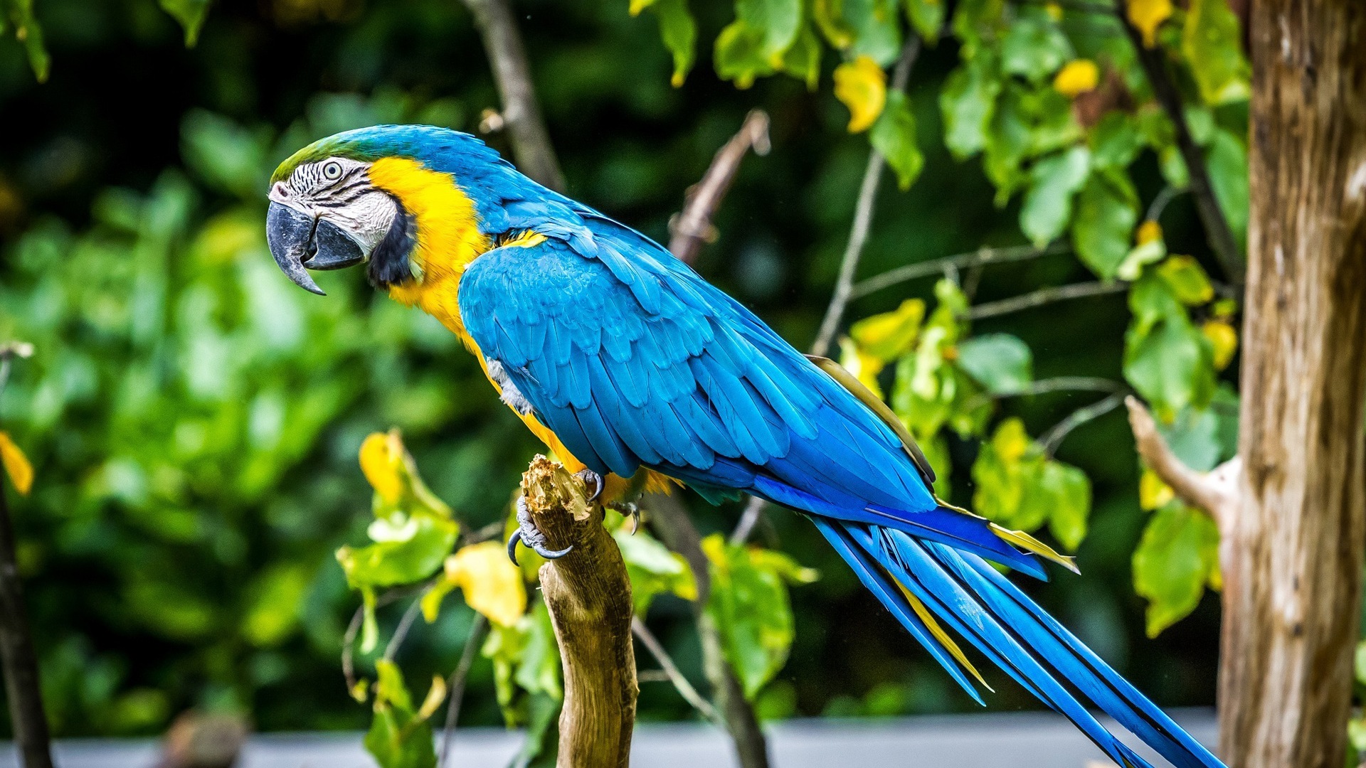 guacamayo primer plano HD fondos de pantalla #12 - 1920x1080