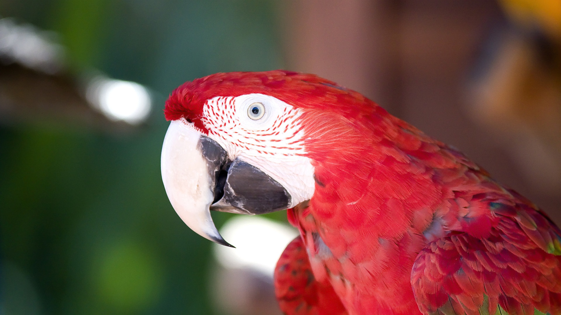 guacamayo primer plano HD fondos de pantalla #14 - 1920x1080