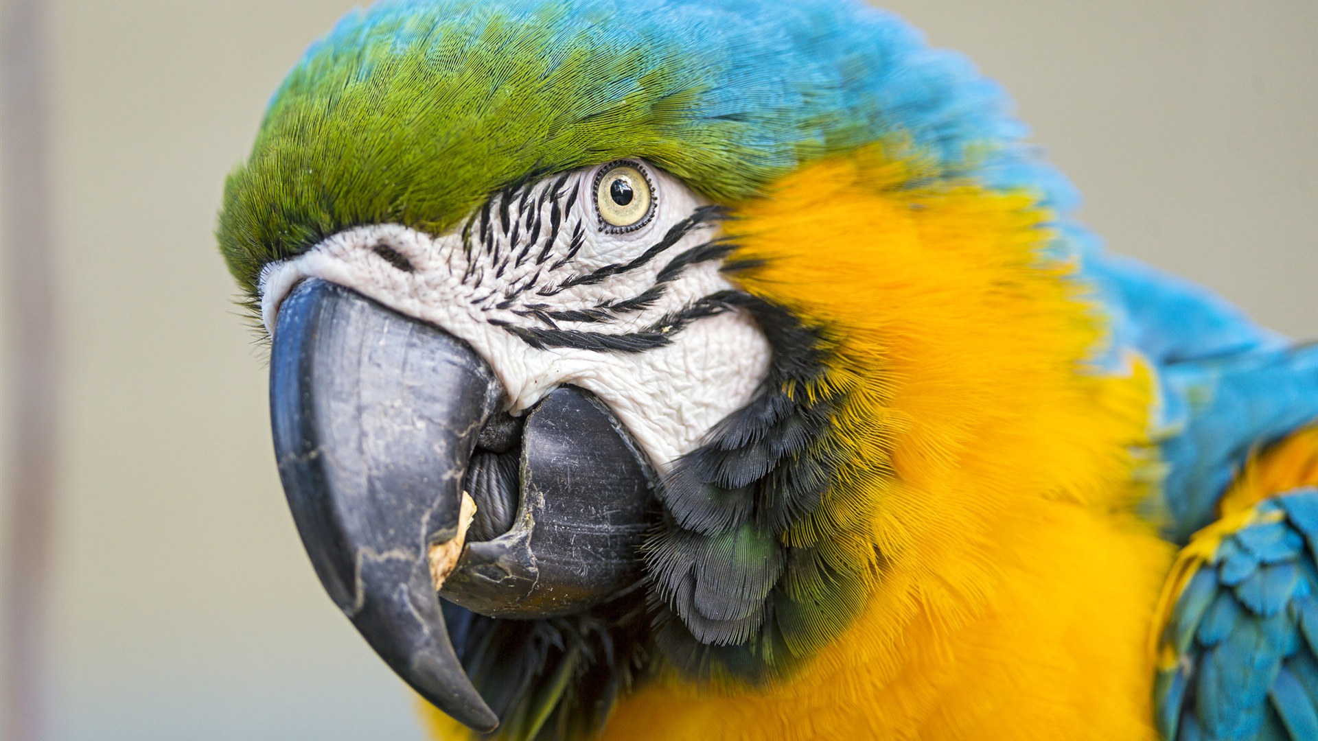 Macaw close-up HD wallpapers #15 - 1920x1080