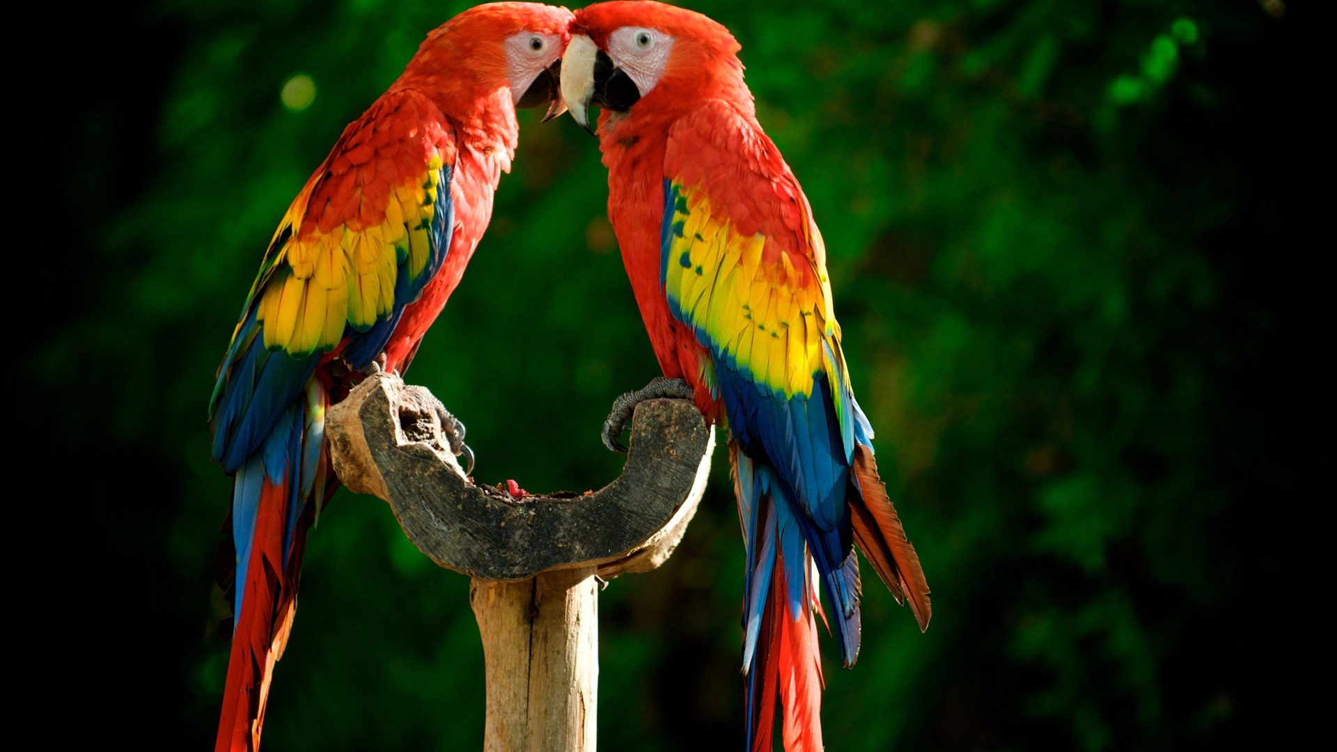 macaw close-up HD Tapety na plochu #16 - 1920x1080