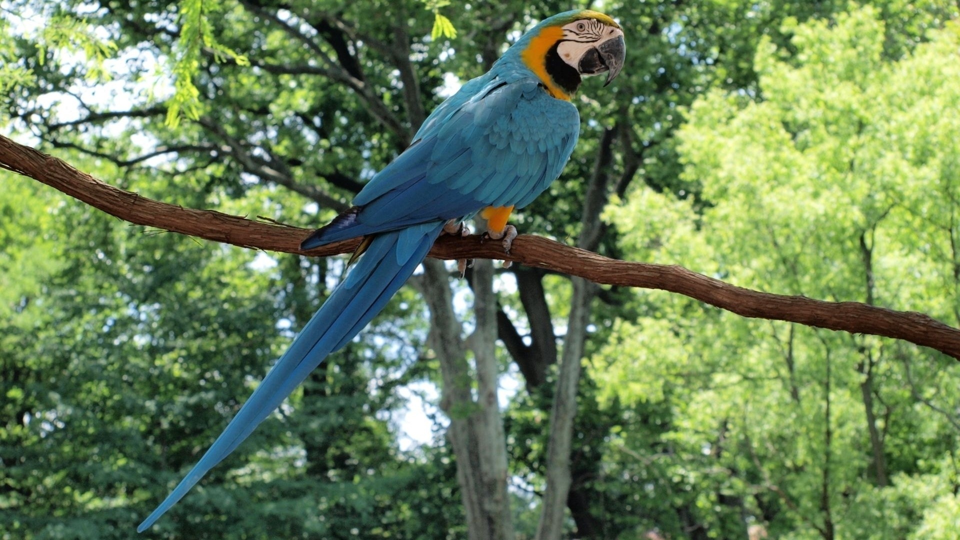 macaw close-up HD Tapety na plochu #22 - 1920x1080