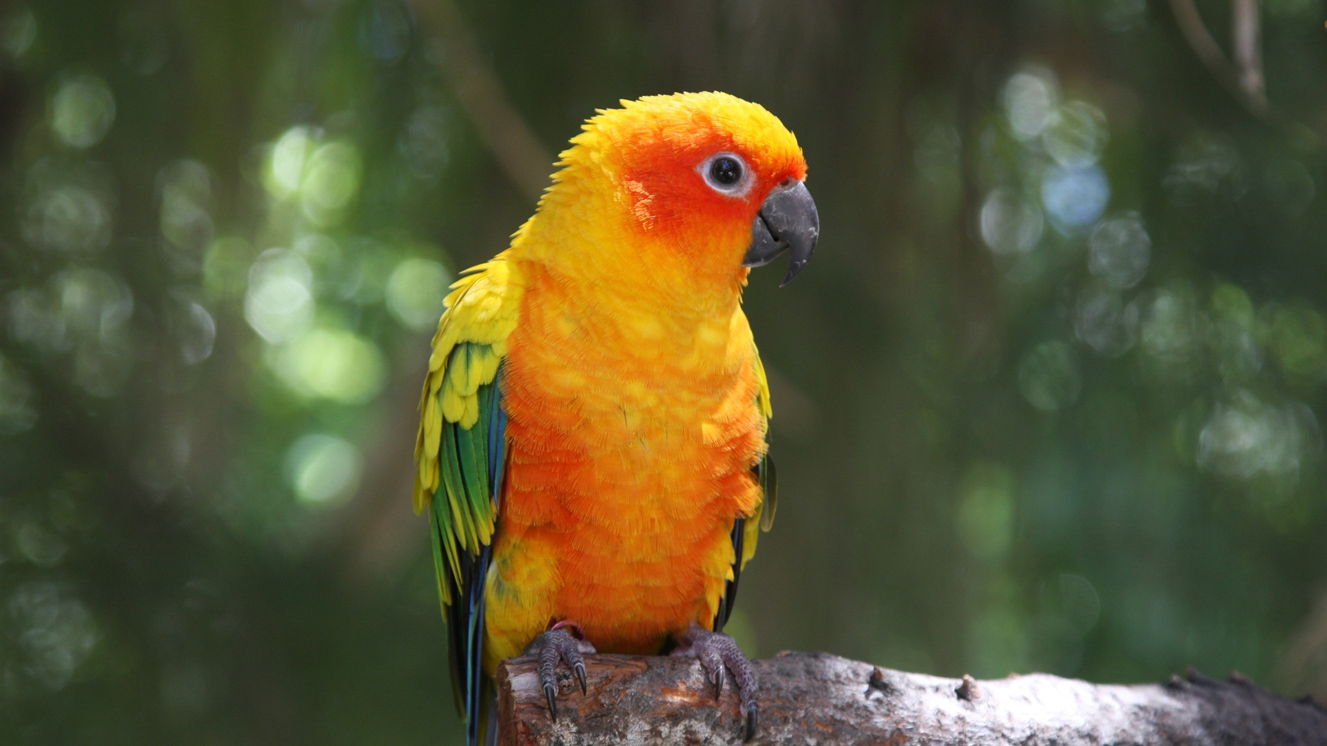 macaw close-up HD Tapety na plochu #23 - 1920x1080