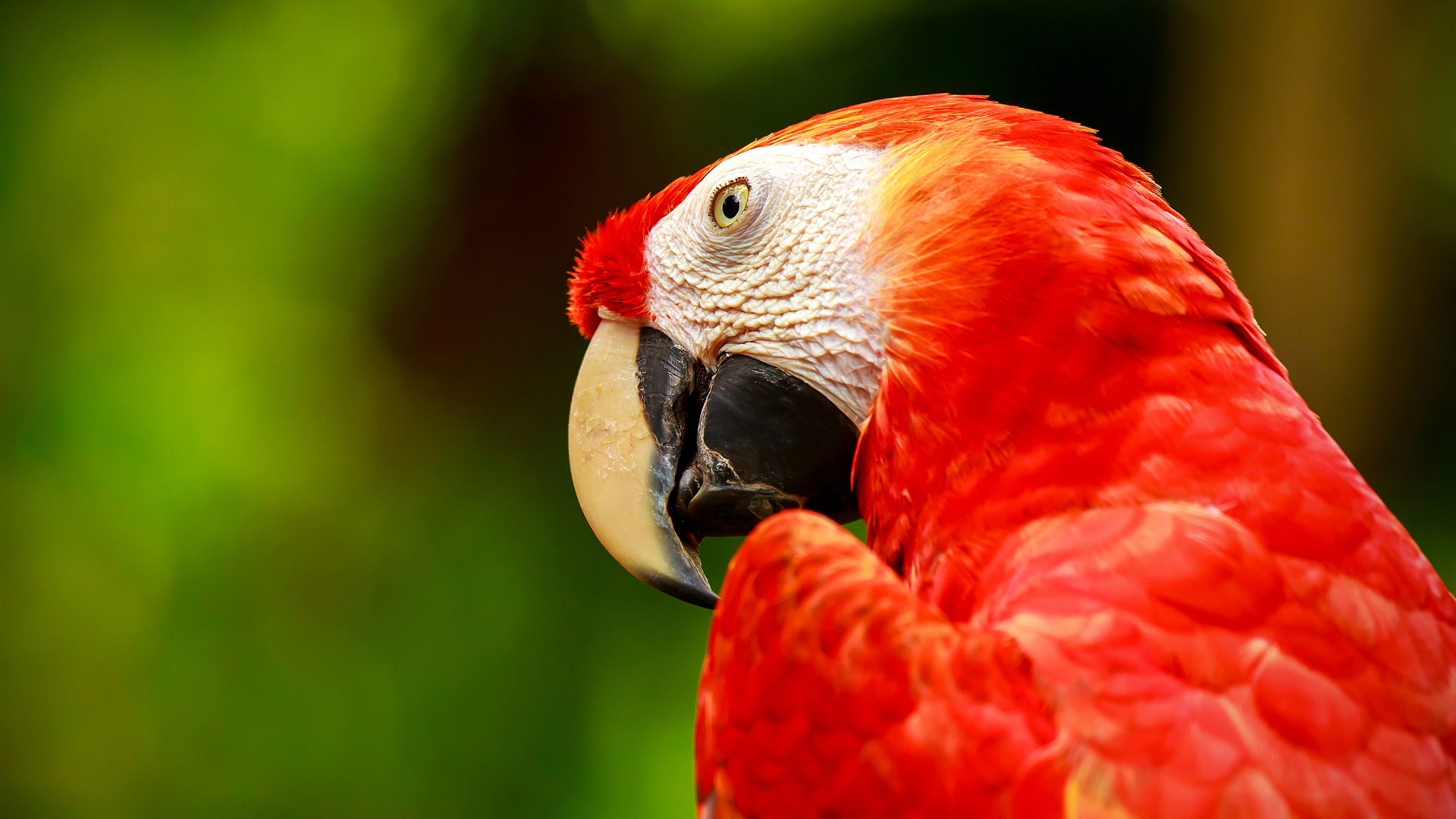 macaw close-up HD Tapety na plochu #26 - 1920x1080