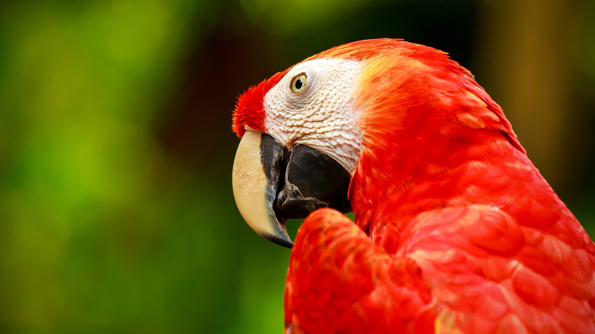 guacamayo primer plano HD fondos de pantalla #26 - 1920x1080