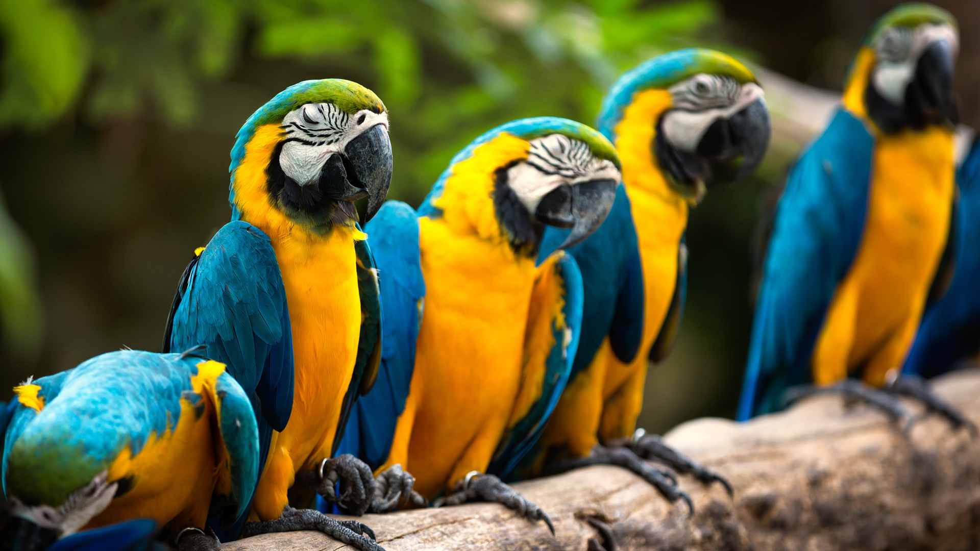 macaw close-up HD Tapety na plochu #1 - 1920x1080