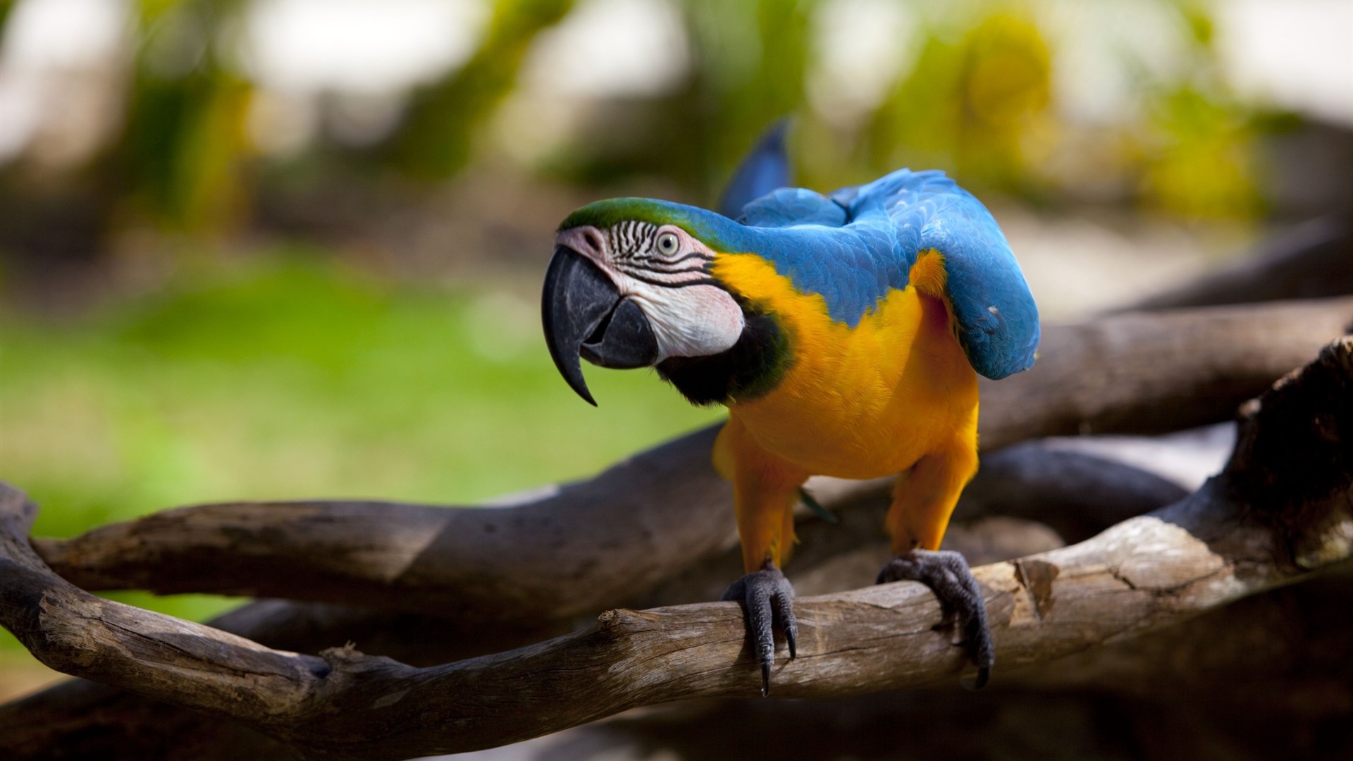 macaw close-up HD Tapety na plochu #4 - 1920x1080