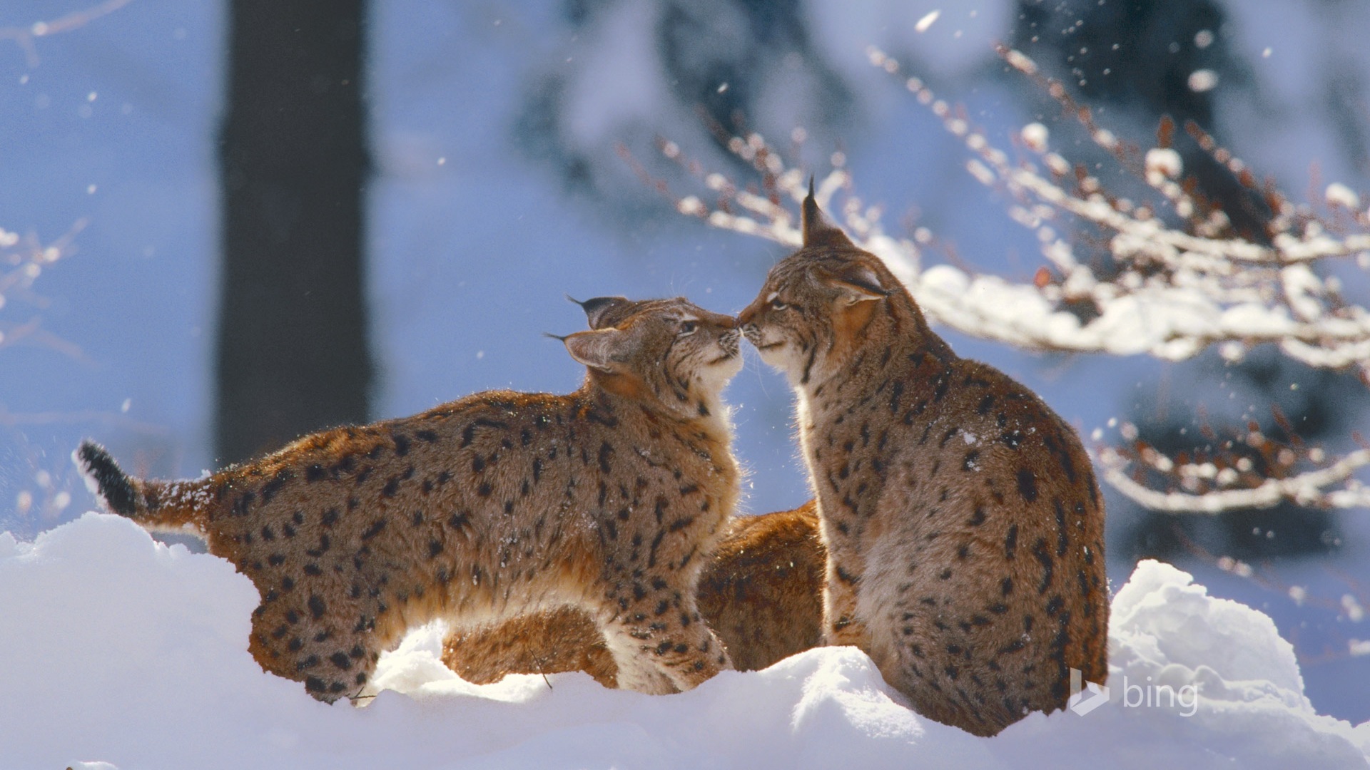 Décembre 2014 fonds d'écran HD Bing #28 - 1920x1080