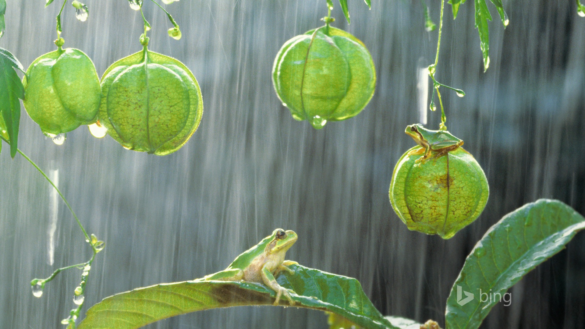 January 2015 Bing HD wallpapers #23 - 1920x1080