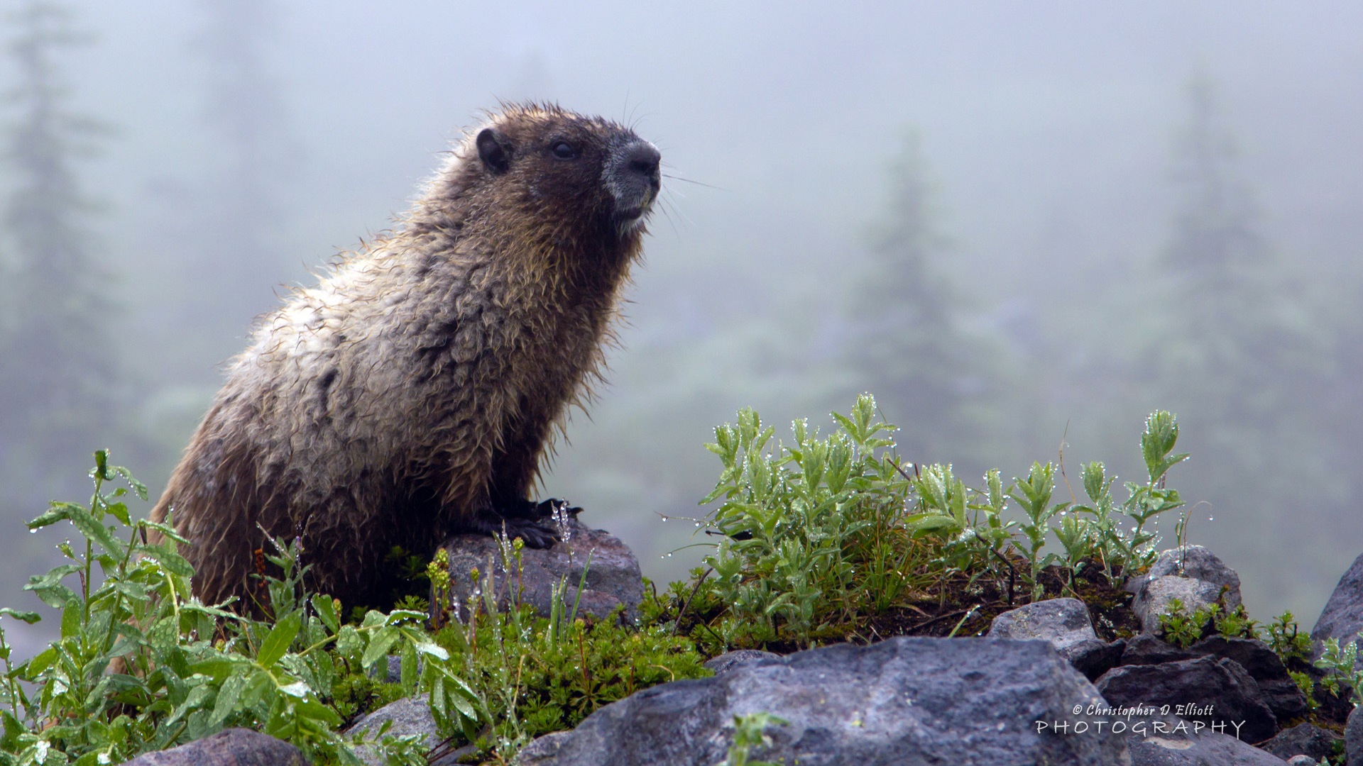 Windows 8主題，野生動物 高清壁紙 #5 - 1920x1080