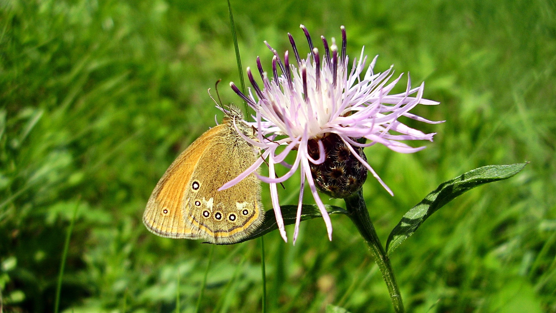 Windows 8 fond d'écran thème, insectes monde #12 - 1920x1080