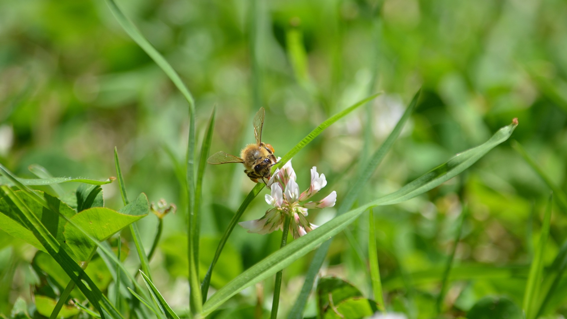 Windows 8 theme wallpaper, insects world #16 - 1920x1080