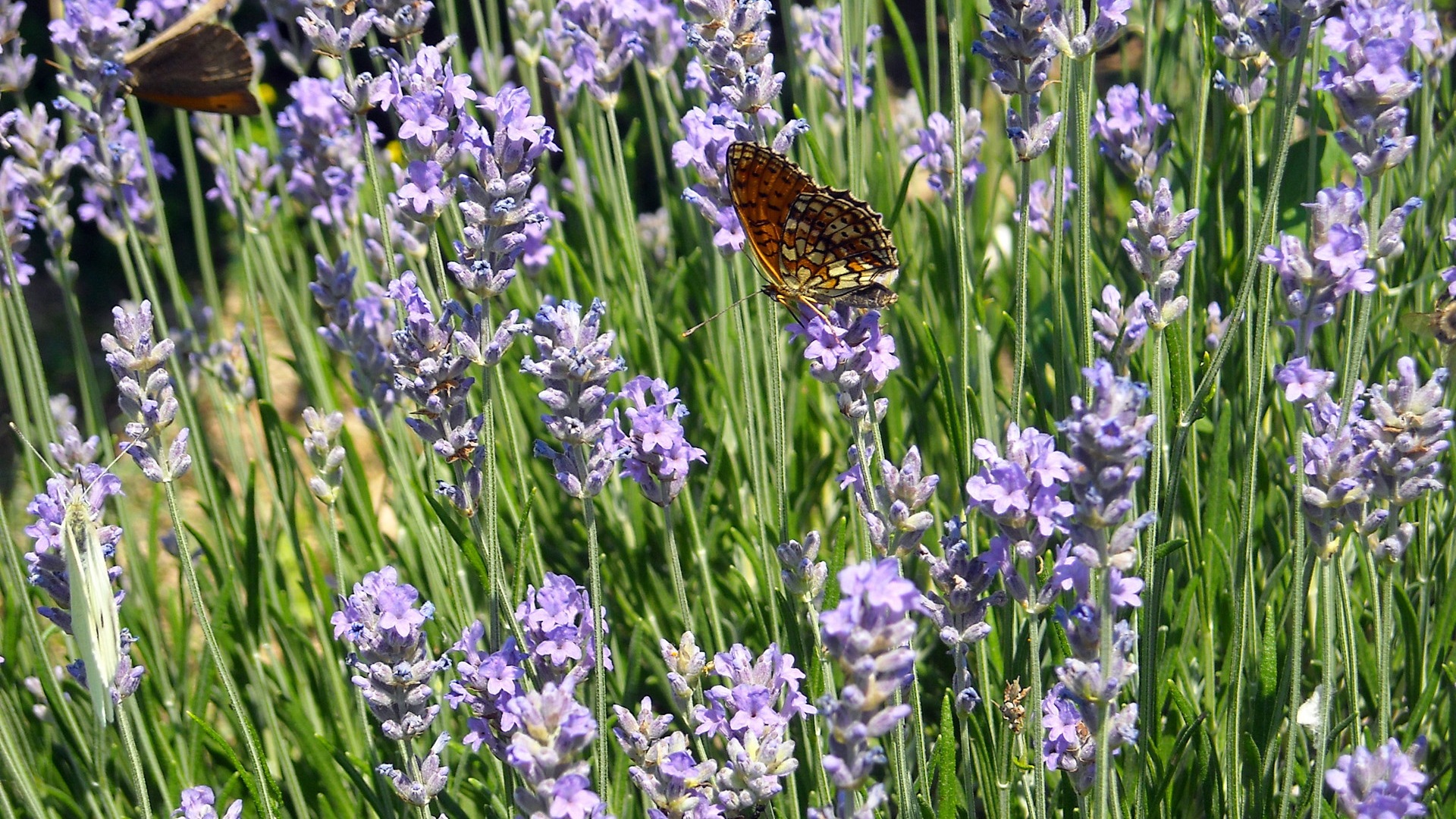 Windows 8 fond d'écran thème, insectes monde #17 - 1920x1080