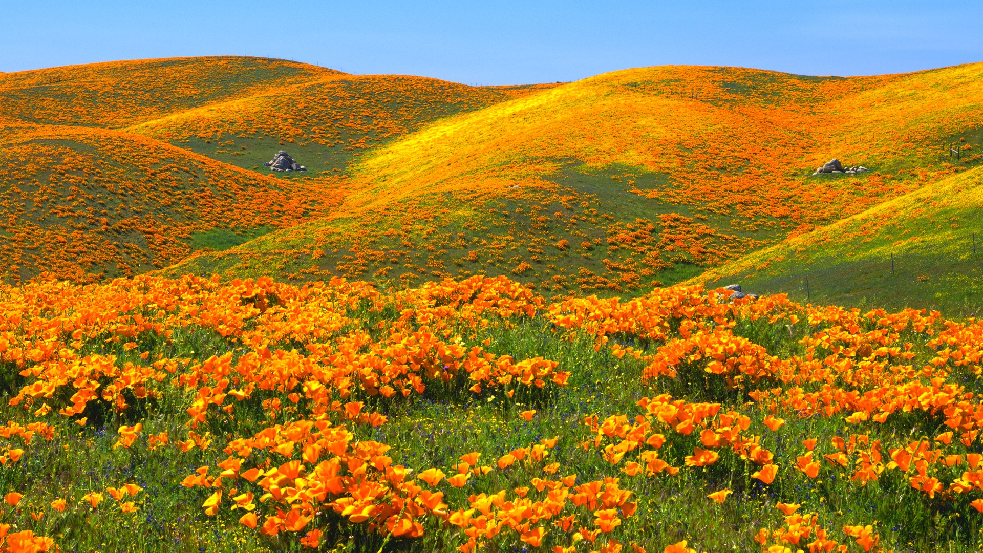 Belle couleur, décor naturel de fonds d'écran HD #4 - 1920x1080