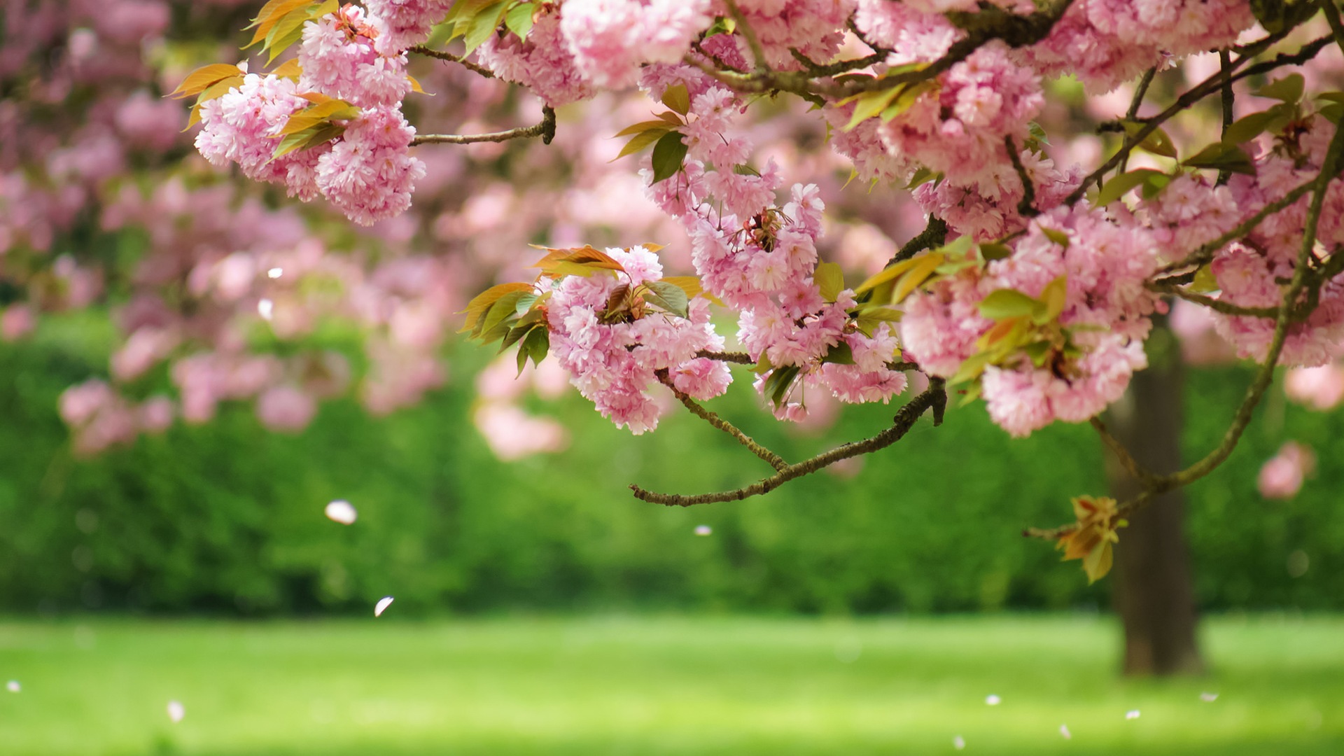 Spring flowers bloom HD Wallpapers #1 - 1920x1080