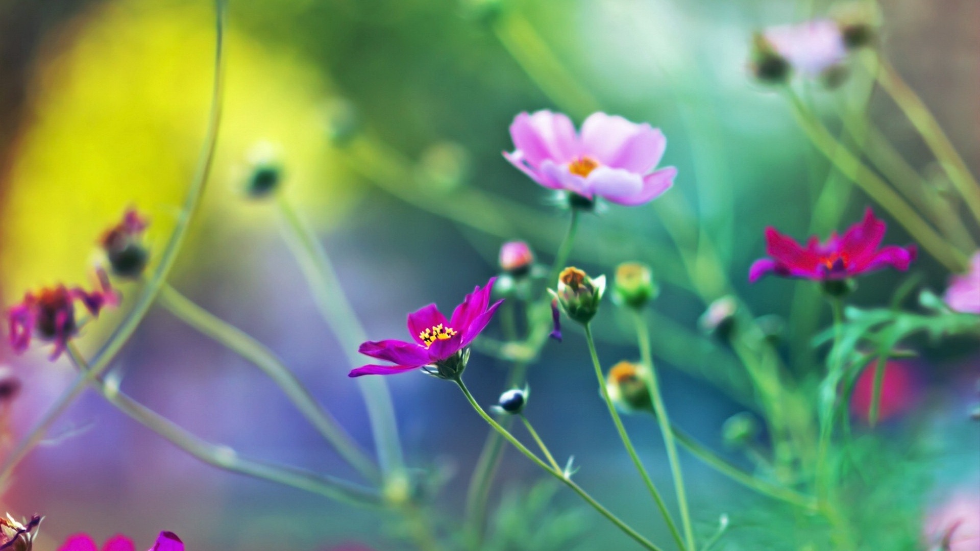 Spring flowers bloom HD Wallpapers #17 - 1920x1080