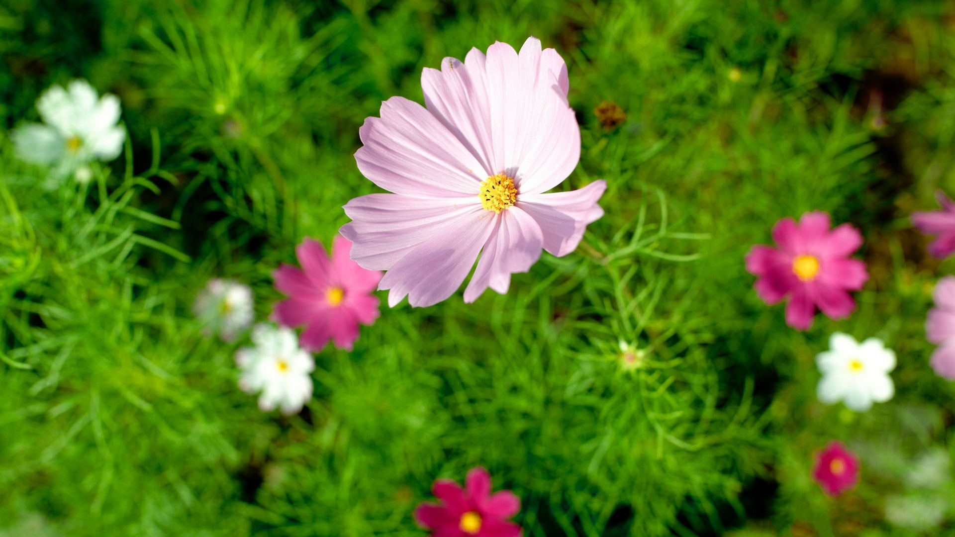 Frühlingsblumen blühen HD Wallpaper #18 - 1920x1080