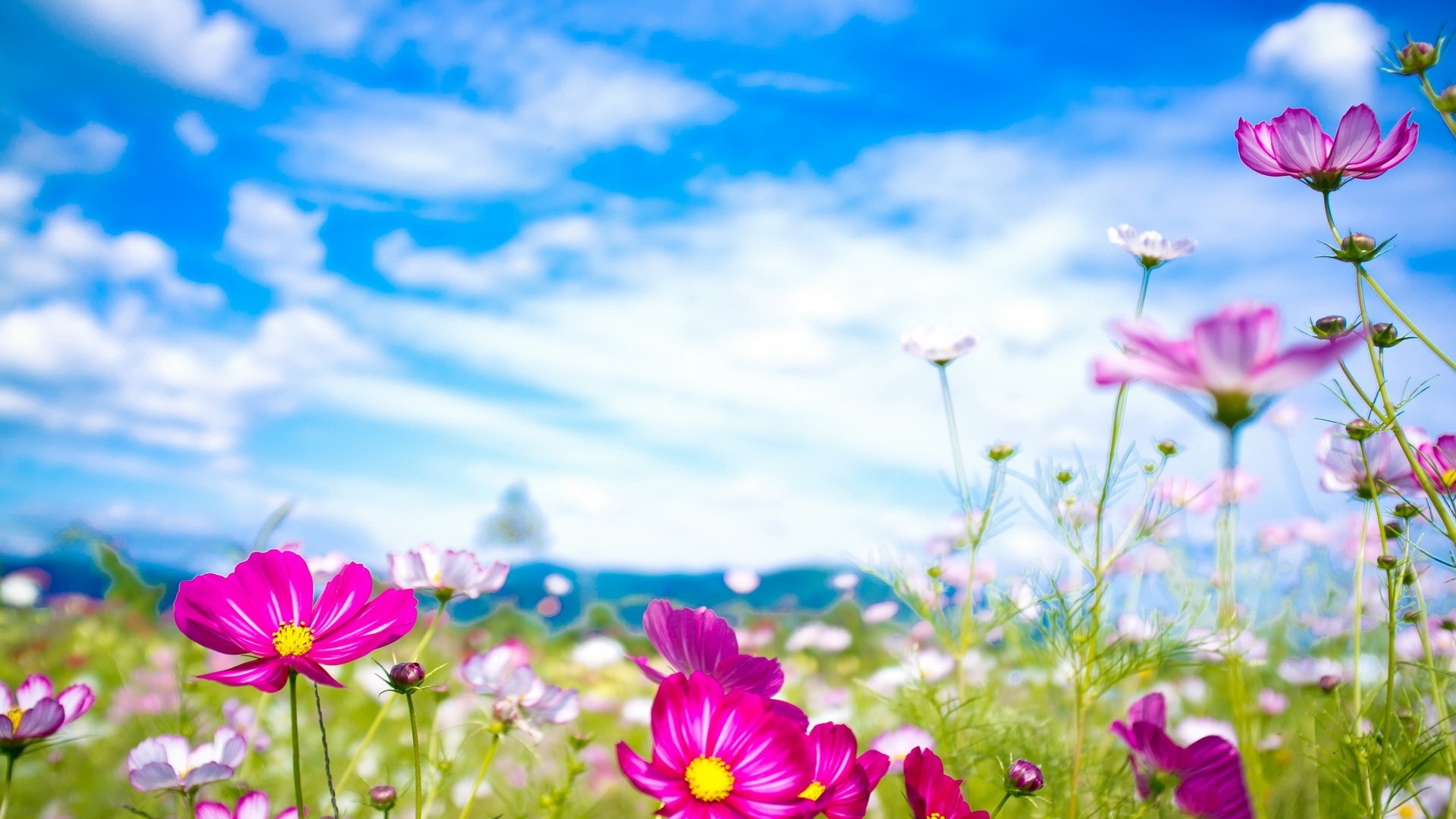 Spring flowers bloom HD Wallpapers #20 - 1920x1080