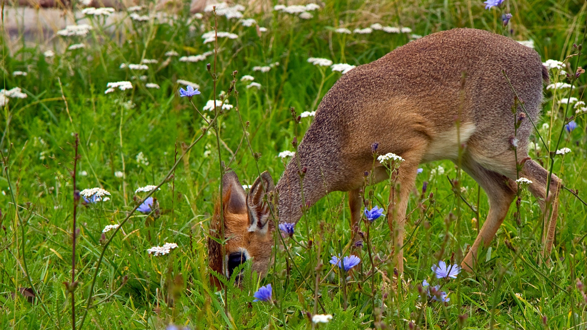 Divertidas de los animales, de Windows 8 fondos de pantalla de alta definición #2 - 1920x1080