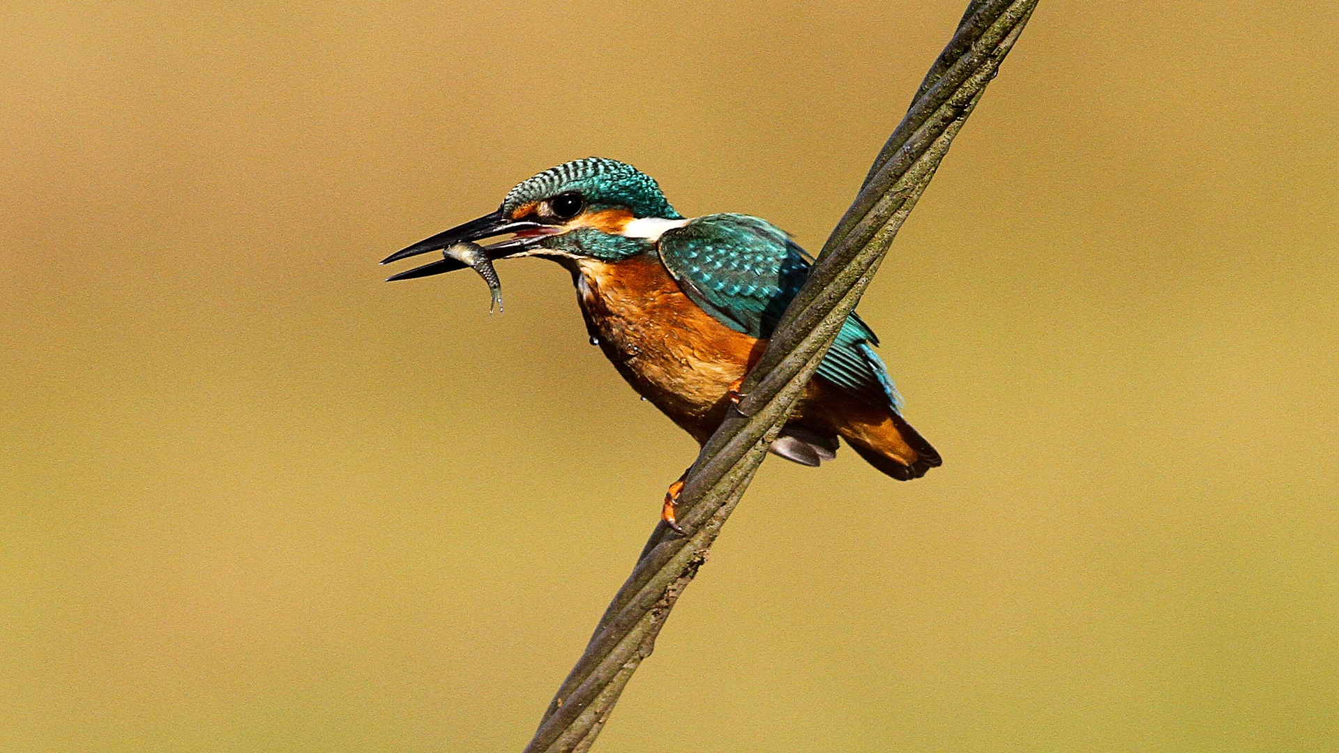 Divertidas de los animales, de Windows 8 fondos de pantalla de alta definición #10 - 1920x1080