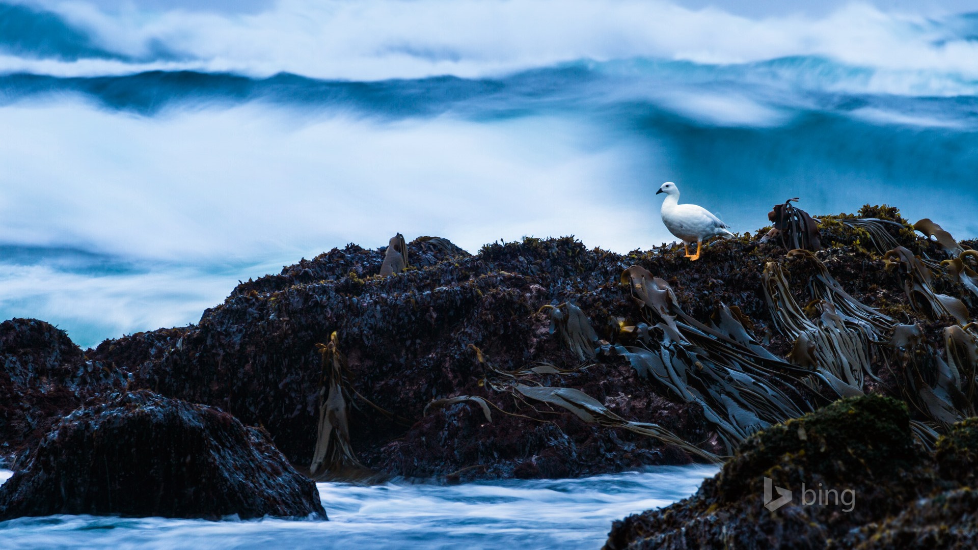 Abril de 2015 fondos de pantalla HD Bing #2 - 1920x1080