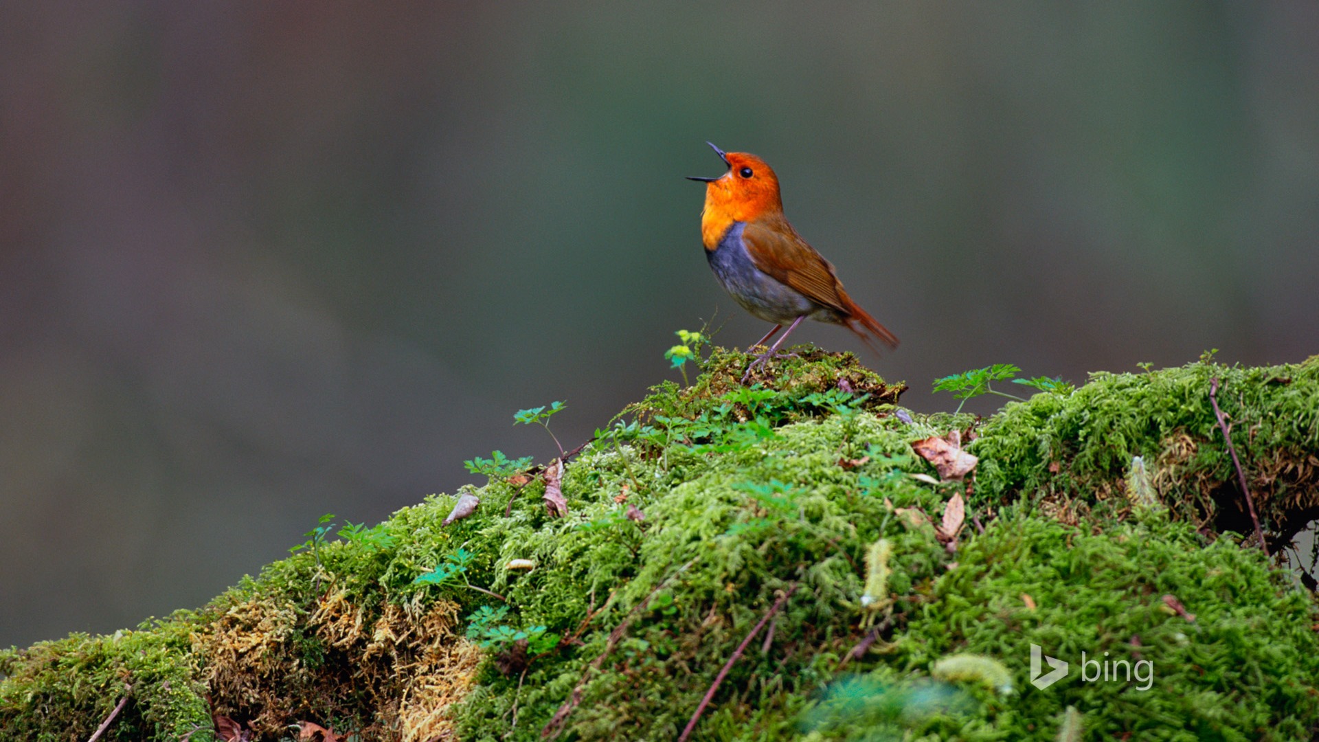 Abril de 2015 fondos de pantalla HD Bing #8 - 1920x1080