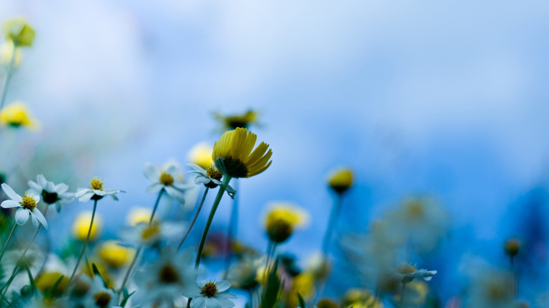 Belles fleurs fonds d'écran avec la rosée HD #25 - 1920x1080