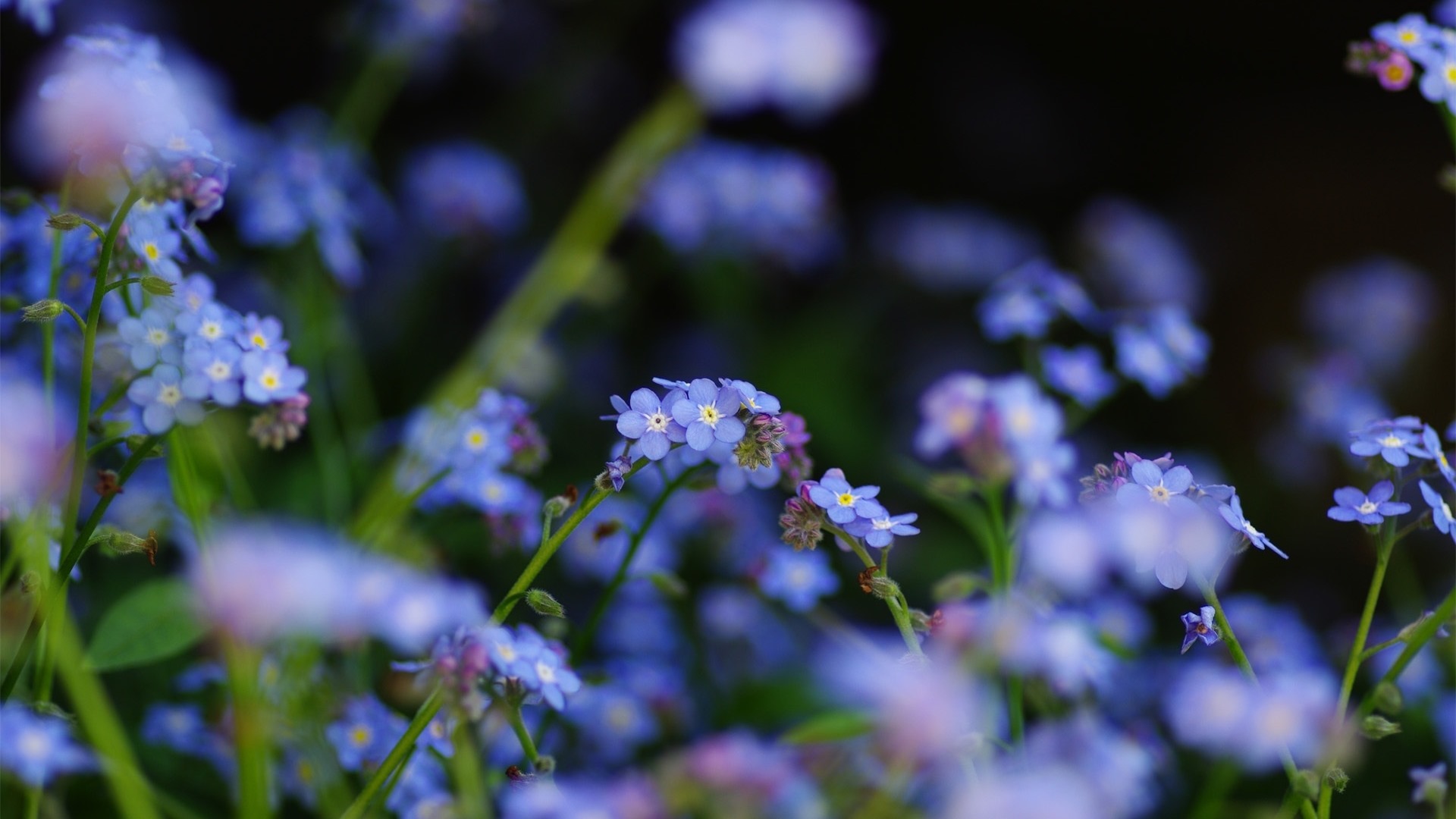 美丽的鲜花与露水 高清壁纸26 - 1920x1080