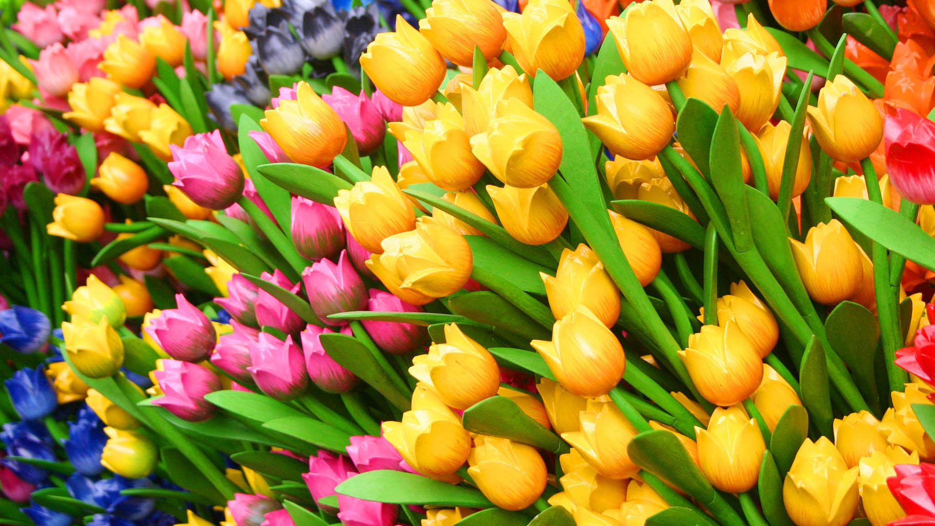 Čerstvé a barevné tulipány květinové HD tapety na plochu #1 - 1920x1080