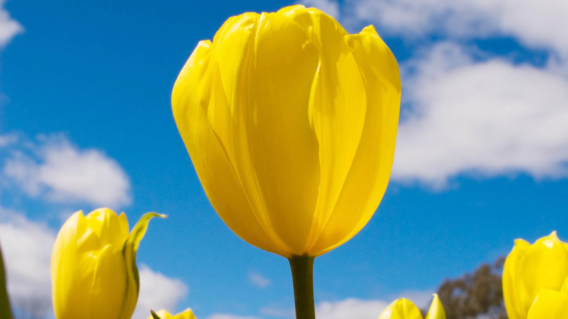 Fonds d'écran HD tulipes fleurs fraîches et colorées #3 - 1920x1080
