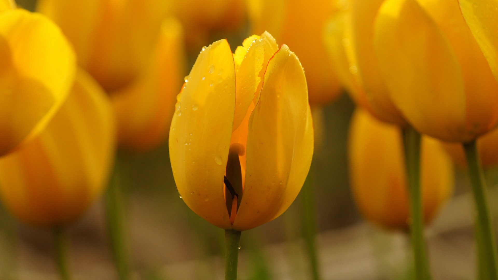 清新多彩的郁金香花 高清壁纸10 - 1920x1080