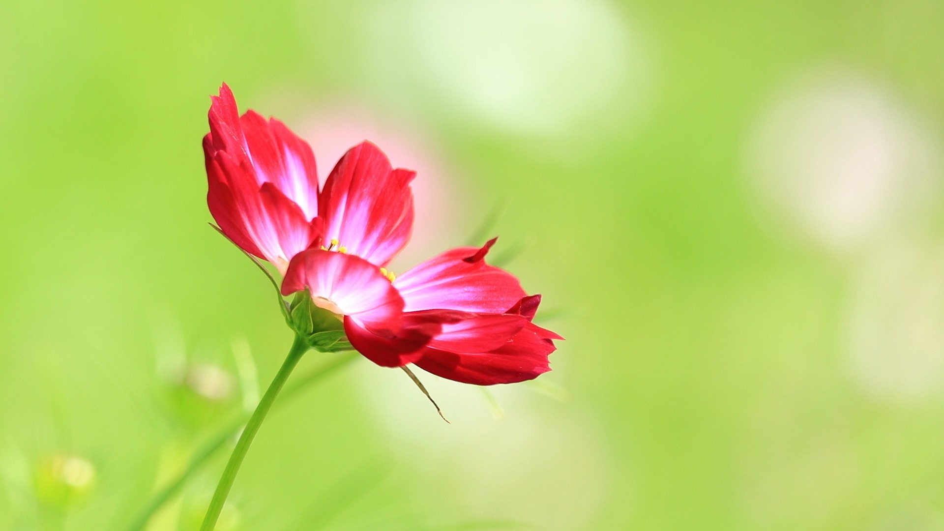 Gesang fonds d'écran fleurs de bureau #1 - 1920x1080