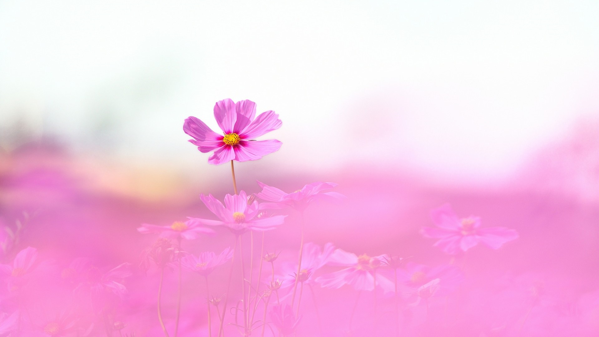 格桑鮮花桌面壁紙 #2 - 1920x1080