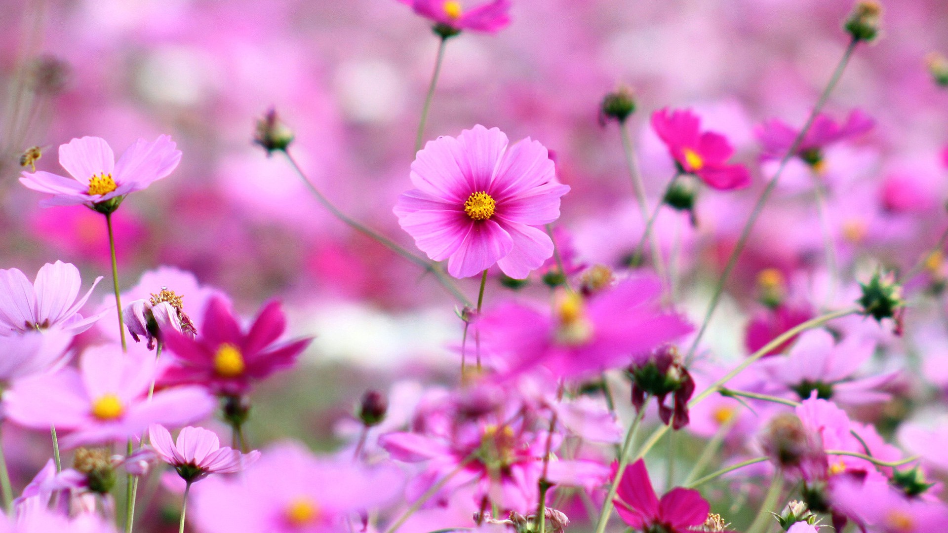 格桑鮮花桌面壁紙 #9 - 1920x1080