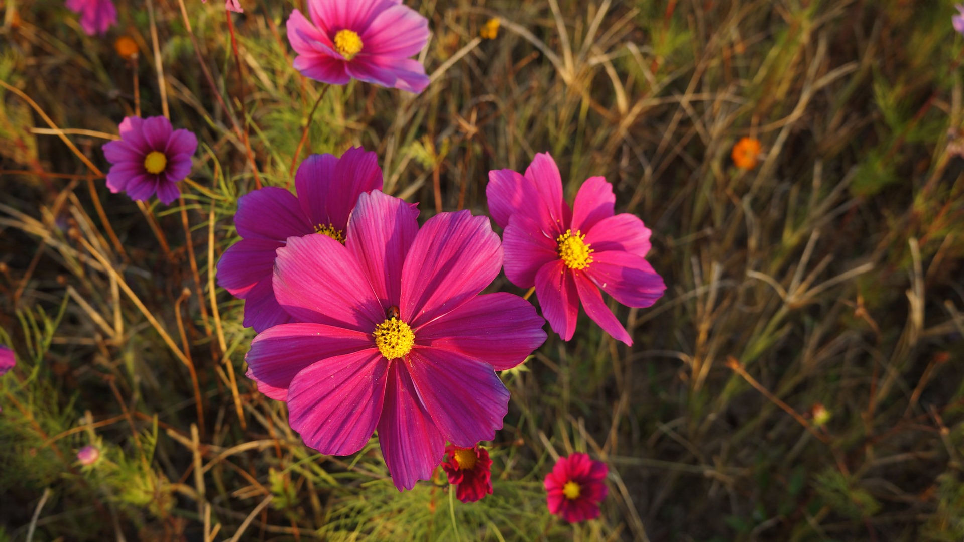 格桑鲜花桌面壁纸11 - 1920x1080